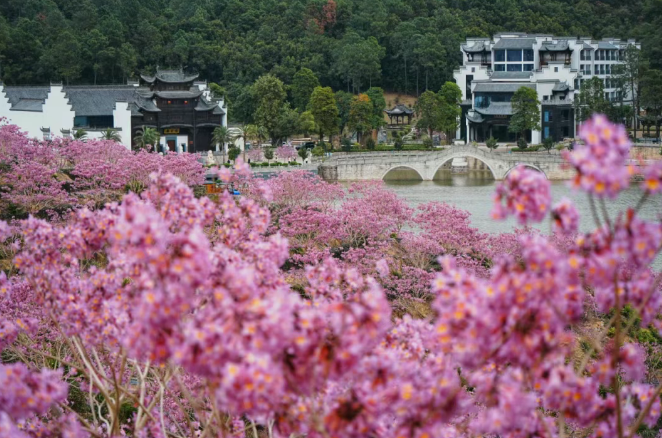 徽派古建与紫色花海同框！鸿业集团莱苏鸿园的冬天藏着独有的中式浪漫~